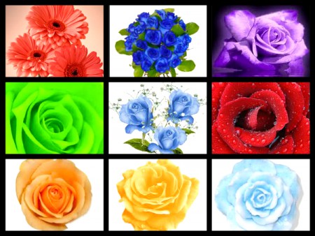 collage de rosas